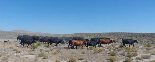 Cattle graze near Elko, Nev. Plans to transfer federal public lands to states are part of the GOP platform.(ravenking99/morguefile)