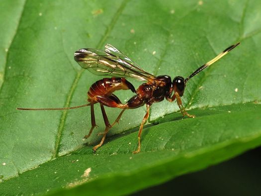 Ant-sized parasitic wasps are helping reduce emerald ash borers threatening millions of trees throughout Iowa. (Katja Schulz/Wikimedia Commons)