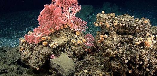 Coral canyons and seamounts off the Massachusetts coastline are being considered for National Marine Monument Designation. A new Edge Research poll finds overwhelming support for protecting the ocean. (NOAA)