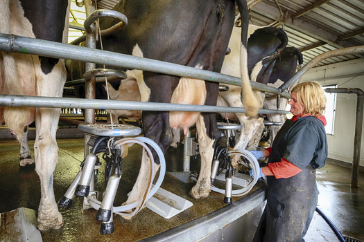 As milk and dairy feed prices drop, experts said Minnesota dairy farmers need better protections against market fluctuations. (iStockphoto)