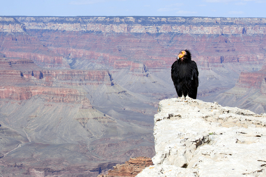 The Sierra Club is disputing the Arizona Game and Fish Departments claim that Grand Canyon uranium mining isnt harmful to the endangered California condor. (kojohirano/iStockphoto)