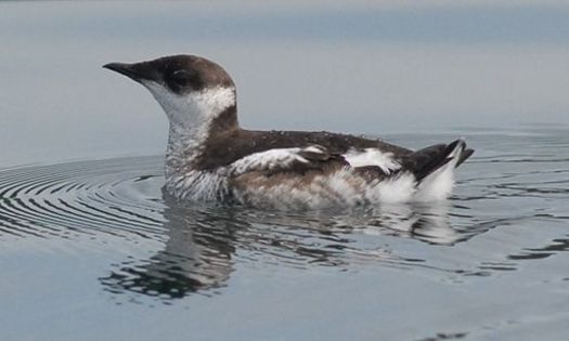There are about 1,100 Marbled Murrelets left in Oregon, according to U.S. Fish and Wildlife Service numbers from 2014. (Martin Raphael/U.S. Forest Service)