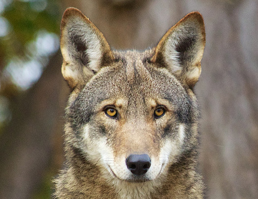 Red wolf populations have been reduced in recent years because of policy changes, hunting and human threats. (B. Bartel/USFWS)