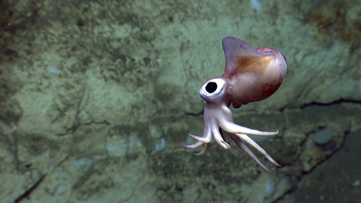 Protections have been put in place to protect forage fish, like the bobtail squid, in Mid-Atlantic waters off the U.S. coast. (NOAA Okeanos Explorer Program)