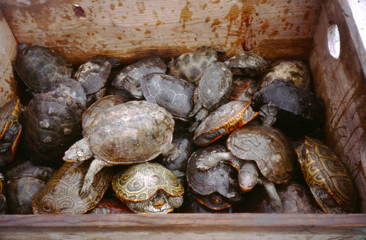 Stormwater pollution in the Chesapeake Bay is harmful to wildlife. (USGS)