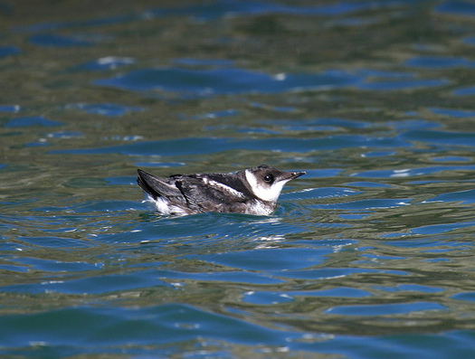 There are about 7,500 marbled murrelets left in Washington state. (U.S. Fish and Wildlife Service)
