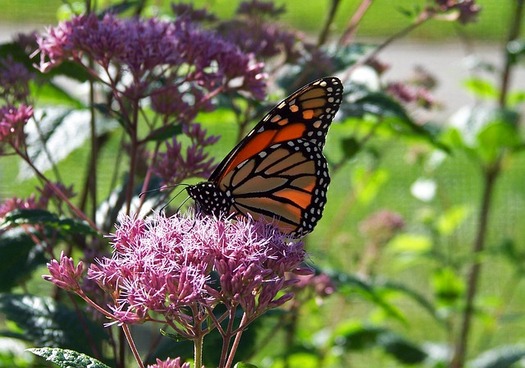 A citizen science program is seeking volunteers to track monarch butterflies and milkweed plants. (Pixabay)