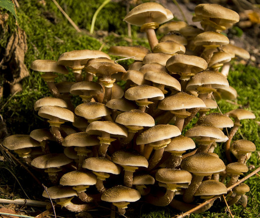 A Honey Fungus in Oregon's Blue Mountains is thought to be the largest organism on earth. (Jorick Homan/Flickr)