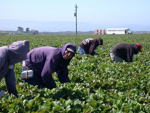 In Oregon, an estimated 40 percent of agricultural workers are immigrants. (pixabay)