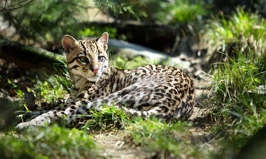 The U.S. Fish and Wildlife Service has released a long-term recovery plan for the endangered ocelot. (eli77/iStockphoto) 