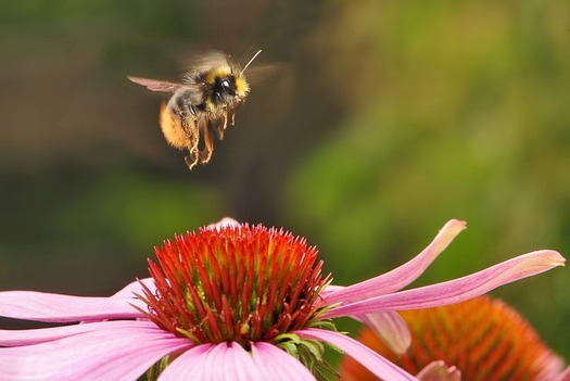 A new study of plants purchased at national retail outlets shows a drop in pesticides harmful to bees. (Pixabay)