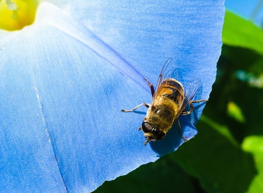 Dozens of retailers have made commitments to stop selling plants that were grown with insecticides harmful to bees. (Pixabay)