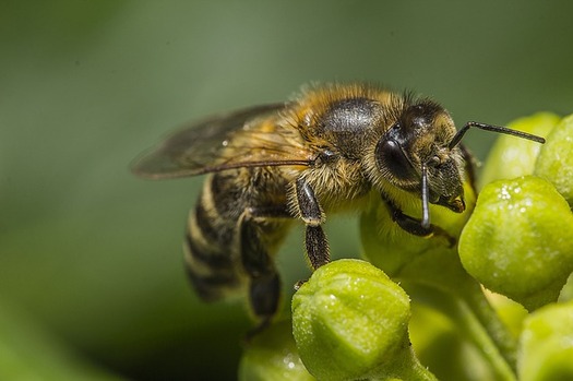 A new study of plants purchased at national retail outlets shows a drop in pesticides harmful to bees. (Pixabay)