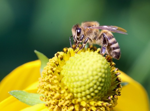 A new study of plants purchased at national retail outlets shows a drop in pesticides harmful to bees. (Pixabay)