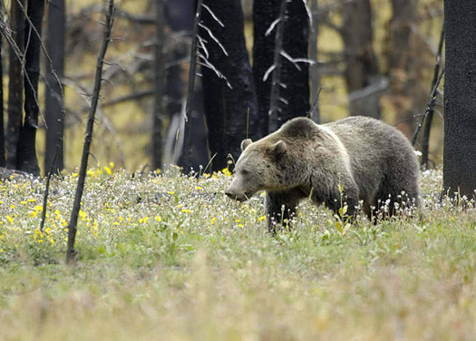 The Interagency Grizzly Bear Study Team estimates there are about 700 bears in the Greater Yellowstone Ecosystem. (Terry Tollefsbol/USFWS)
