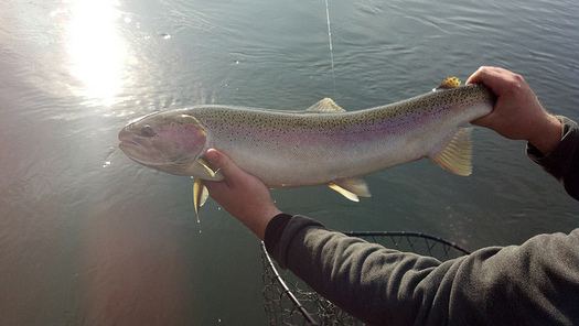 The steelhead count at Bonneville Dam is about half of the 10-year average for this time of year. (Peter Oelschlaeger/flickr)