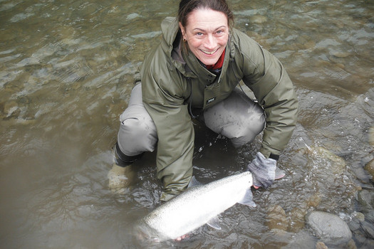 Factors such as low runoff from snowmelt could be contributing to low steelhead numbers this summer. (Joseph/flickr)