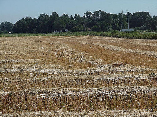 Adding a small grain such as oats as a third cash crop brings environmental and economic benefits. (B.G.Z Olson/Flickr)