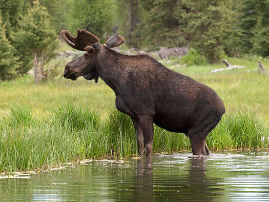 There should be no shortage of Moose at Maine's newest national monument in the North Woods. (Walter Ezell via wiki).