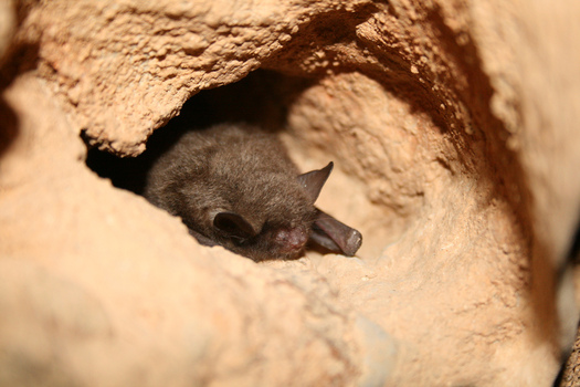 It isn't only humans affected by pollution. The Indiana bat is one of many species threatened by contaminated air, water and soil from oil and gas operations. (U.S. Fish & Wildlife Service)