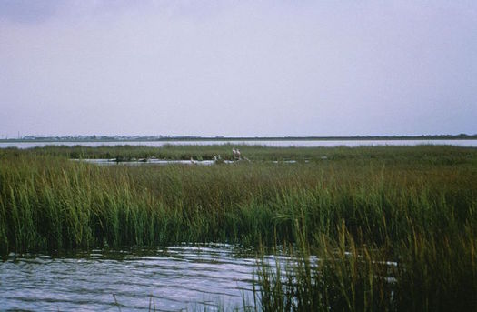 Wetlands need to be able to migrate inland as sea levels rise. (U.S. Fish and Wildlife Service/Wikimedia Commons)