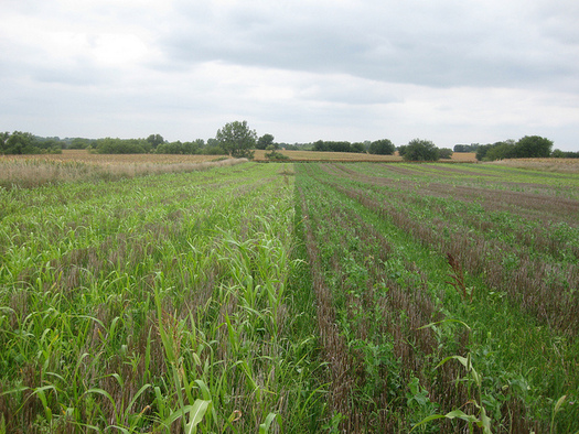 Cover crops can produce about three tons of forage per acre. (Angela Florence/Flickr)