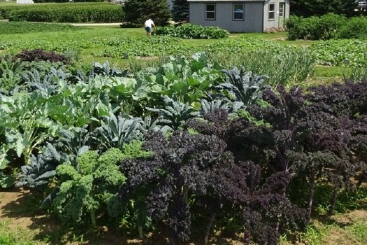 A joint initiative among UW professors, organic farmers, and local chefs is designed to improve the taste of fruits and vegetables. (UW Horticulture/CALS)