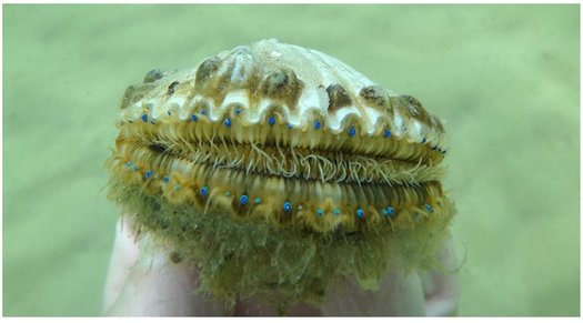 The new Changing Tides report details the threats of climate change to Chesapeake Bay species like the Bay Scallop, and to the people who depend on them. (NWF/Seascout)