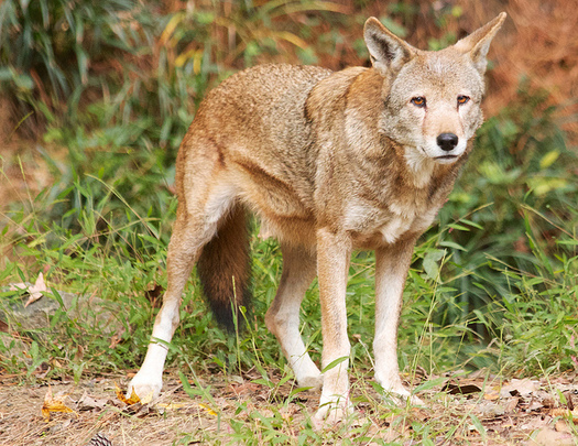 The U.S. Fish and Wildlife Service is planning to move red wolves from private lands to public lands, which experts say could affect the future of the species. (B. Bartel/USFWS)