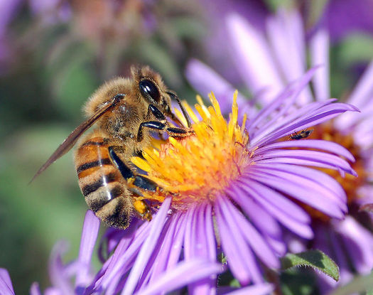 Passage of a bill to protect pollinator habitat was a victory for Connecticut's environment. (John Severns/Wikimedia Commons)