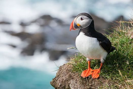 The Atlantic puffin is one of many species that are expected to benefit from President Obama's designation of the first-ever marine national monument in the North Atlantic. (Richard Bartz via wikimedia)