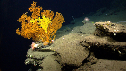 Scientists have documented more than 70 species of coral in the national monument area. (NOAA)