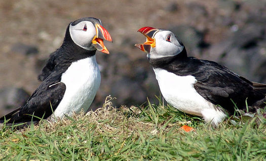 Conservation groups in New England say the puffin is one of many species that will benefit from designation of the first National Marine Monument in the Atlantic. (Steve Deger/Wikimedia)
