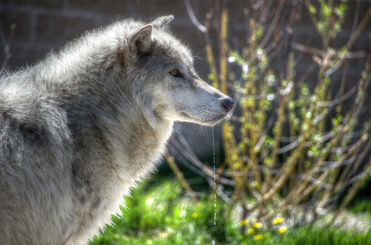 A new study shows that killing predators such as the Northern Rockies gray wolf may not reduce livestock losses. (Ed Coyle/Flickr)