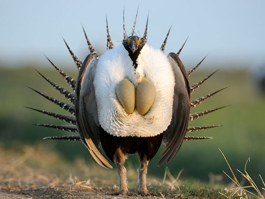 Thursday marks the one-year anniversary of the U.S. Fish and Wildlife Service's decision not to list the greater sage grouse as an endangered species. (USFWS)