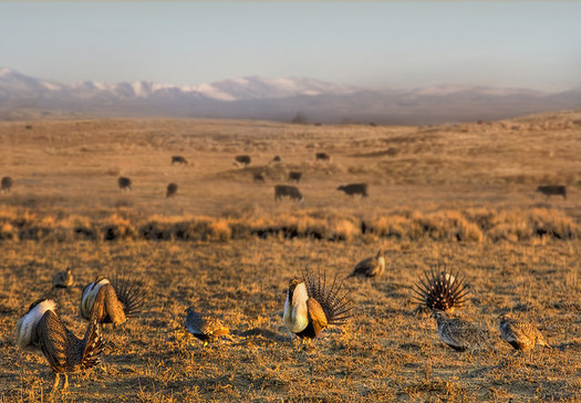 Hunters and sportsmen are asking their delegations in Congress to support the BLM's sage-grouse conservation plans that were finalized last year. (USDA/Flickr)