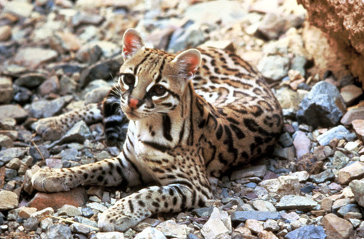 Conservation groups have filed suit to protect the endangered ocelot from a federal program to kill other predators such as coyotes and bobcats. (TomSmiley/USFWS)