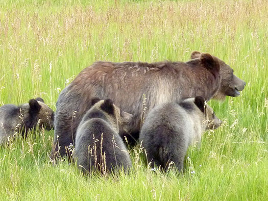 Friday is the last day for public comments on Wyoming's plans to manage Yellowstone grizzly populations. (USFWS)