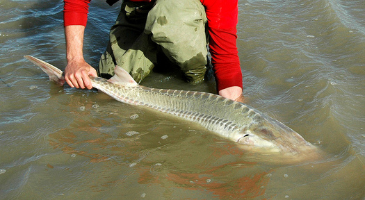 There are only about 125 pallid sturgeon left in the lower Yellowstone River. (USFWS Mountain-Prairie)