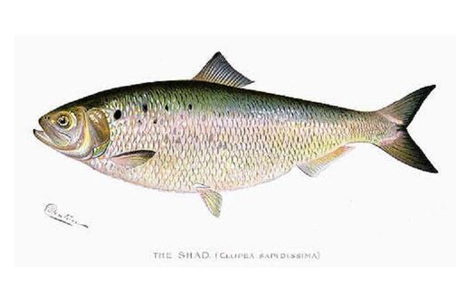 The shad, an iconic fish in Virginia, has been denied saltwater protections. (Shermon Foote Denton)