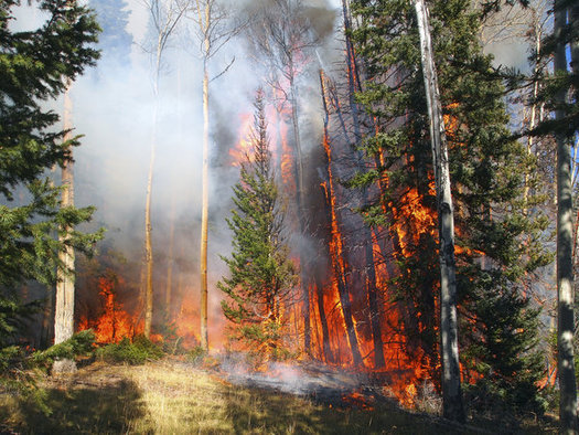 A report out today says acres burned in forest fires in the West have doubled since 1984 because of climate change. (ellend1022/iStockophoto)