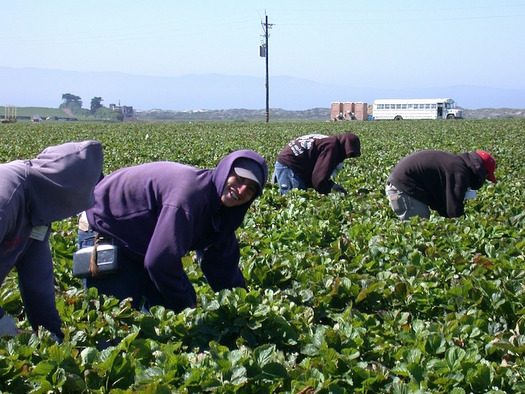 Nationally, undocumented workers pay an estimated $12B a year in state and local taxes. (davispigeon0/pixabay.com)