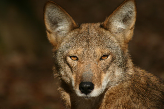 Red wolves are being mistaken by some hunters for coyotes, a problem made worse as deer season picks up in North Carolina. (Land Between the Lakes/flickr.com)