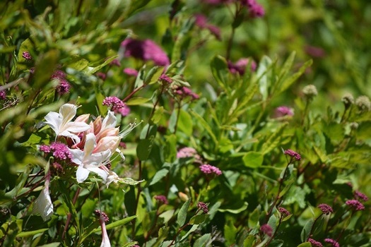 Target, Costco and Whole Foods scored the best on a new report card on organic produce and bee-friendly policies. (Virginia Carter)