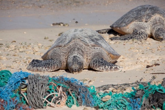 Even small bits of plastic bags can get trapped in a turtle's stomach, causing an untimely death. (NOAA)
