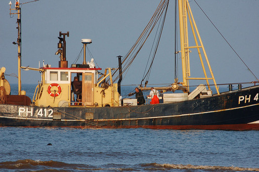 Currently millions of fish and other marine life are caught up in the nets of industrial shrimp trawlers in North Carolina waters. (Roger Sanderson/flickr.com)