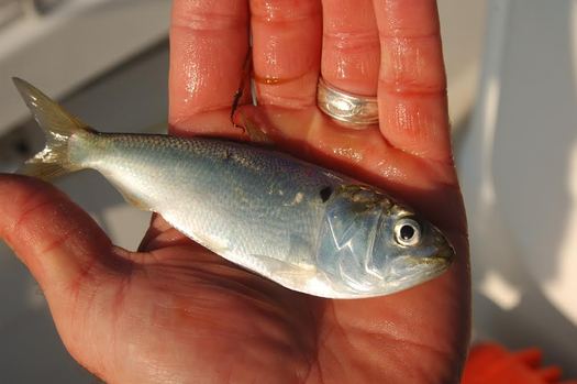 The menhaden may not look like much, but it's important enough for industry and ocean predators to make managing it complicated. (Capt. John McMurray)