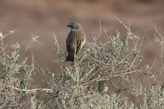 Sage grouse conservation efforts benefit species such as the sagebrush sparrow, above, according to new research.(Domonic Sherony/flickr)