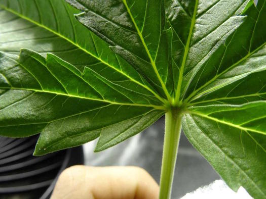 Medical and recreational marijuana initiatives are on the ballot in several states this election. (growweedeasy/morguefile)