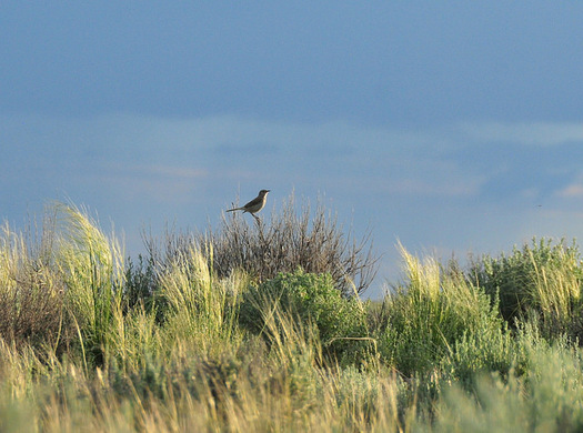 Sage grouse conservation efforts benefit species such as the sage thrasher, above, according to new research. (Tom Koerner/USFWS)